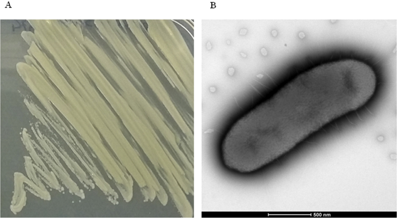 Fig. 1