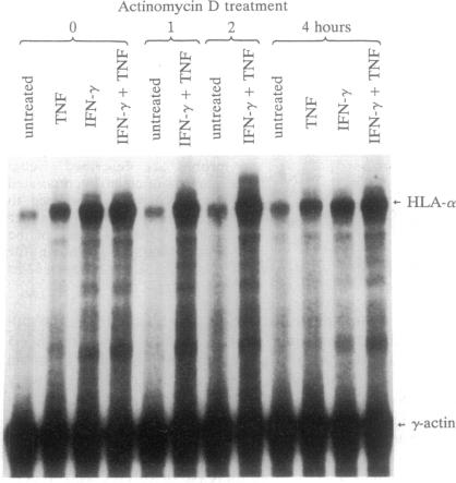 graphic file with name pnas01038-0301-a.jpg