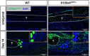 Figure 2—figure supplement 2.