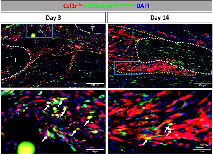 Figure 4—figure supplement 1.