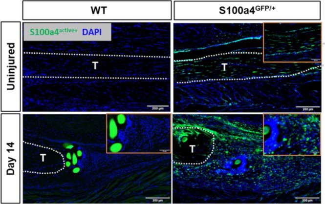 Figure 2—figure supplement 2.