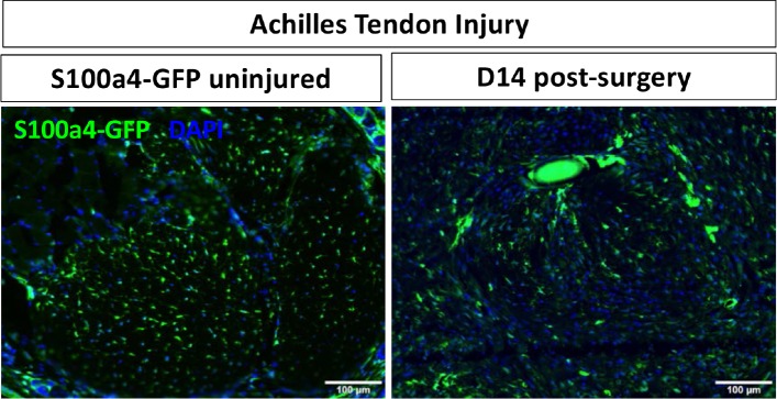 Figure 1—figure supplement 1.