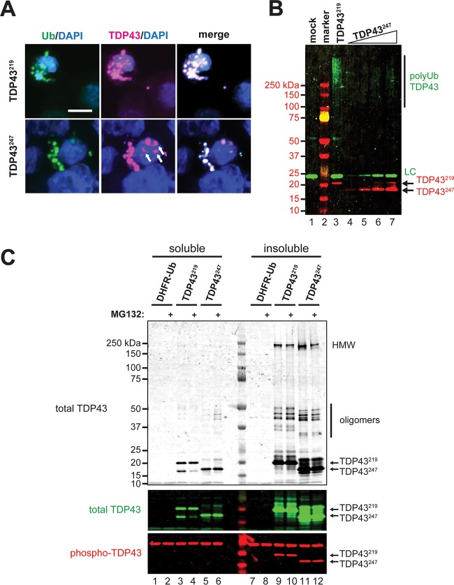 FIG 4