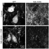 Figure 3—figure supplement 2.