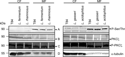 Fig 5