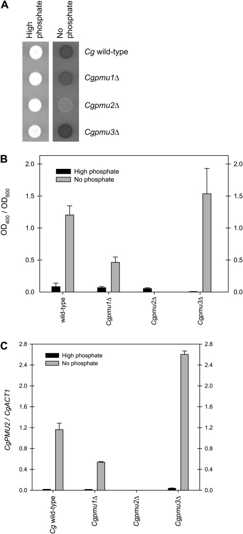 Figure 3.—