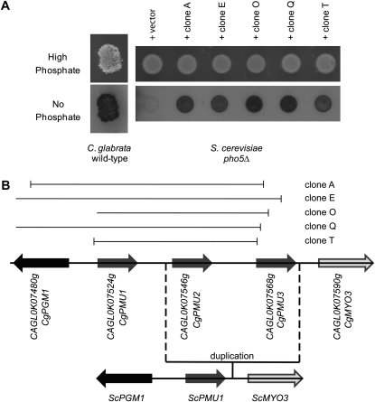 Figure 1.—