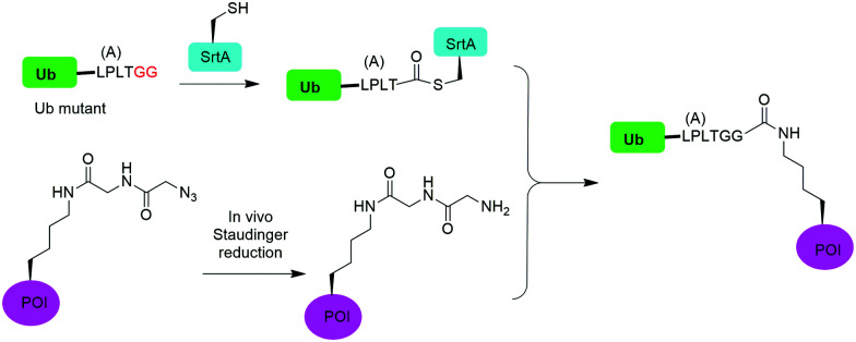 Fig. 15