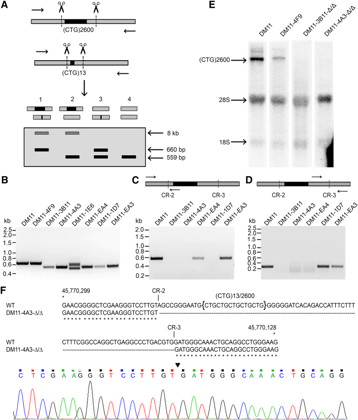 Figure 5