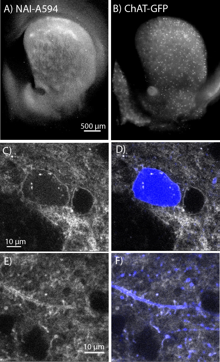 Figure 2.