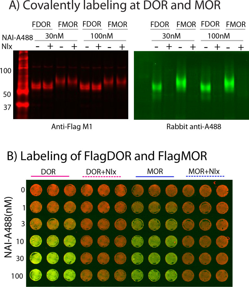 Figure 1—figure supplement 1.