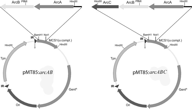 Fig 1