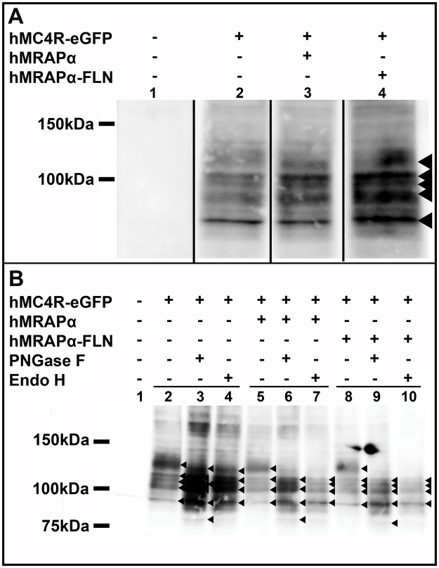 Fig 7