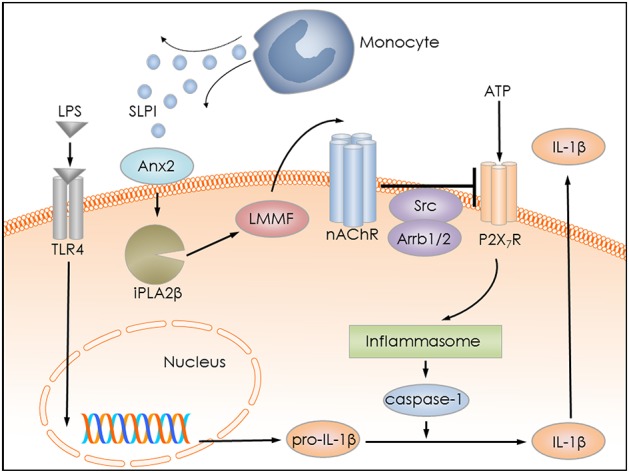 Figure 14