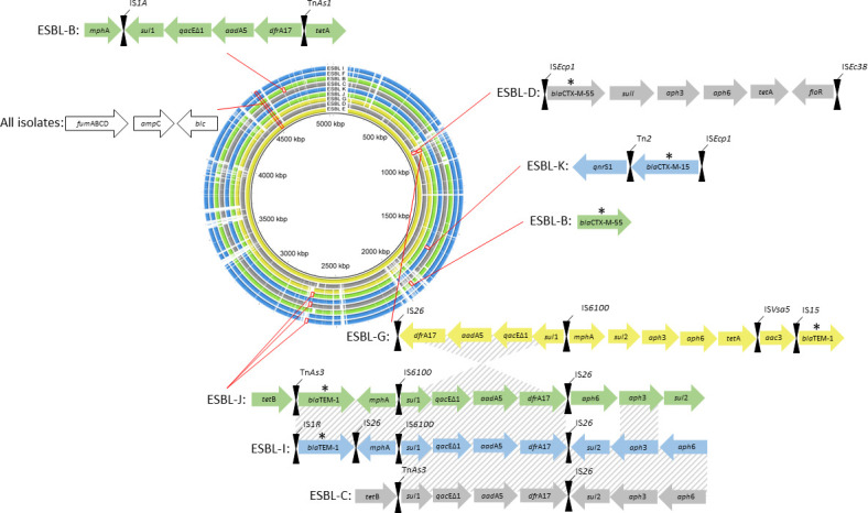 Genomic map of antibiotic resistance gene in various ESBL-producing bacterial isolates. Central circular map depicts the genomic locations of resistance genes. Linear representations of gene clusters in different ESBL isolates surround the map.