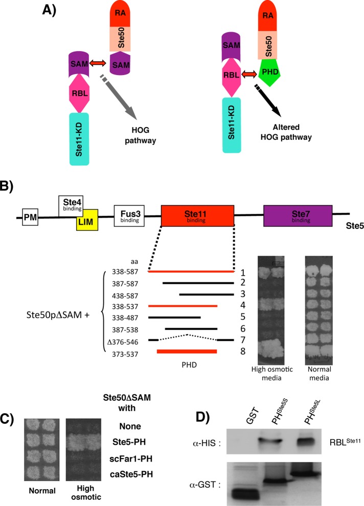 FIGURE 3: