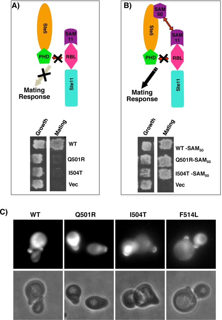 FIGURE 6: