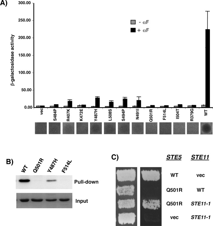 FIGURE 4: