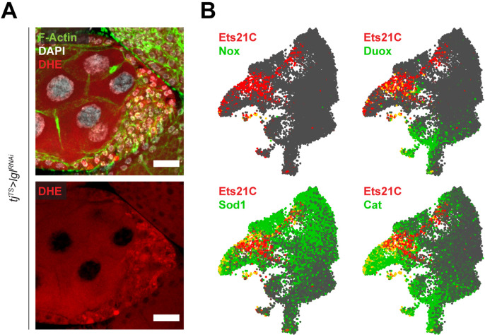 Figure 6—figure supplement 1.