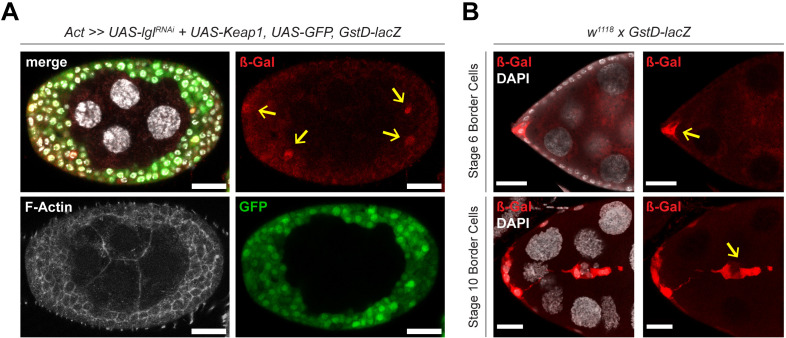 Figure 4—figure supplement 1.