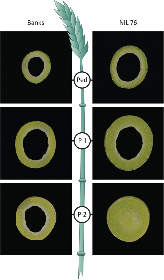 Fig 2.