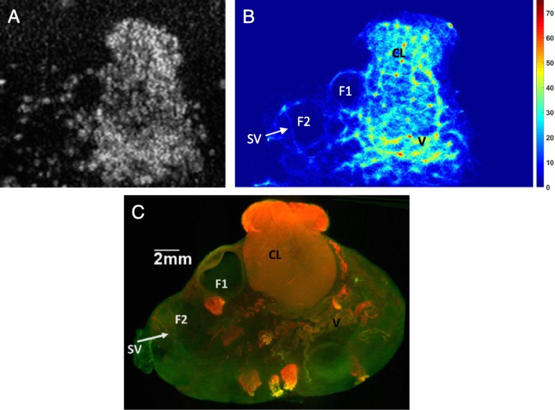 FIGURE 6