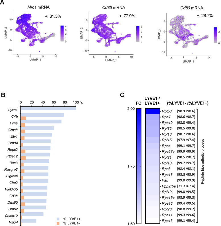 Figure 2—figure supplement 1.