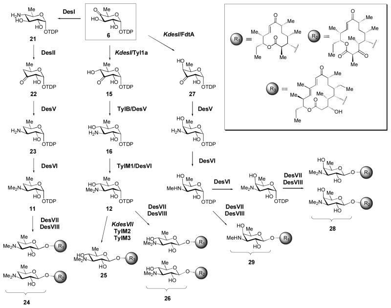 Scheme 5