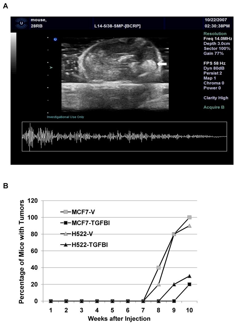 Fig.6