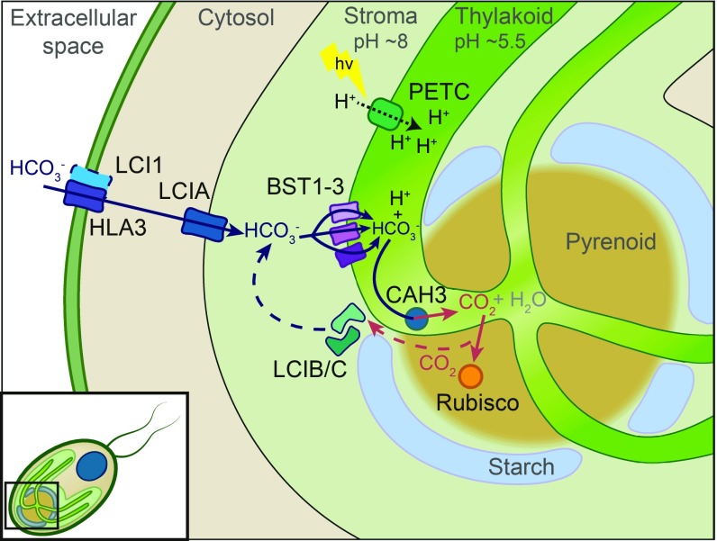 Fig. 7.