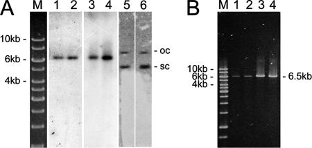 FIG. 2.