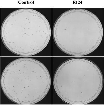 FIG. 7