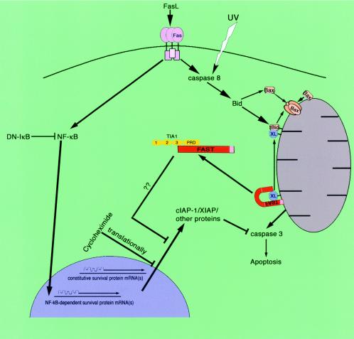 FIG. 12.