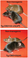 Fig 4