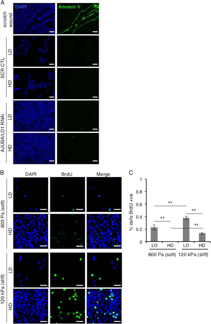 FIG 2