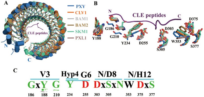 Crystal structure of PXY-TDIF complex reveals a conserved recognition ...