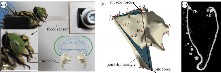 Figure 1.