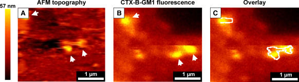 FIGURE 4