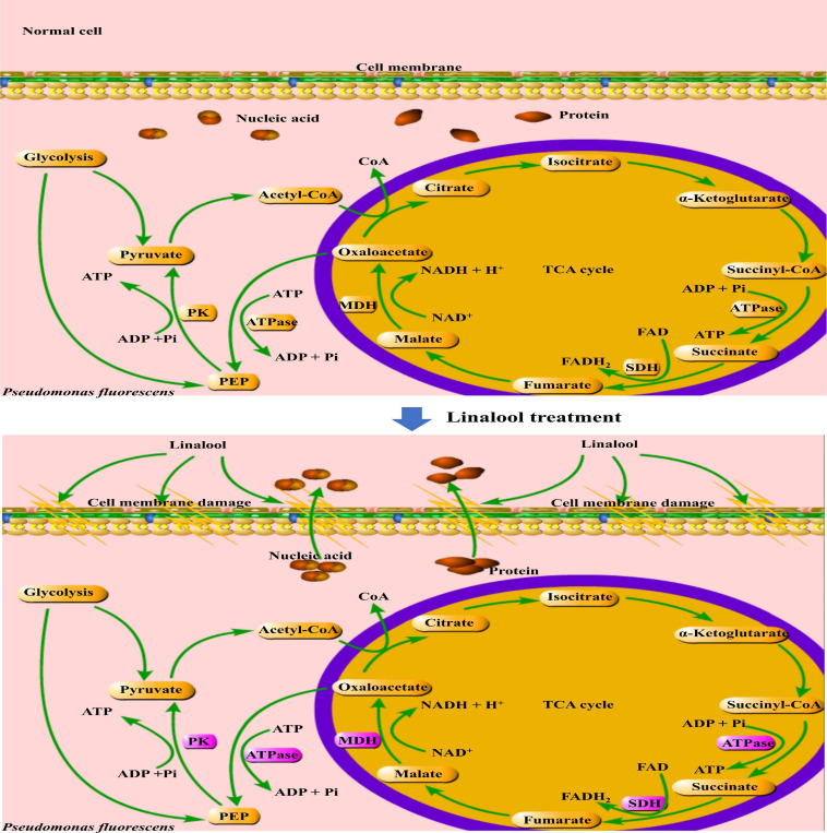 FIGURE 6