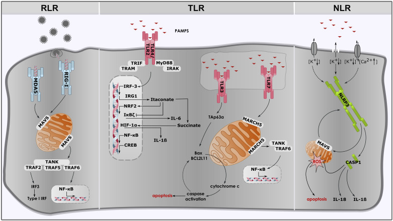 Figure 2.