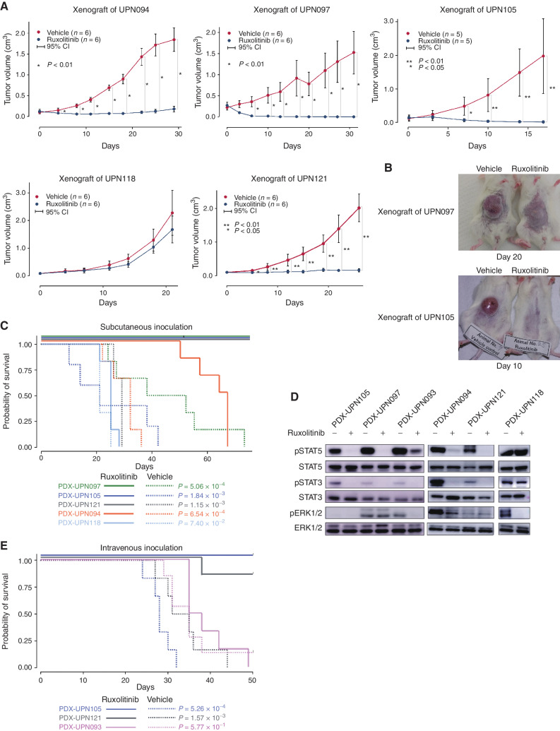 Figure 7. In vivo effects of ruxolitinib on AEL PDX cells. A–C, In vivo effects of ruxolitinib on AEL PDX cells. Oral administration of ruxolitinib (90 mg/kg twice a day) or vehicle control started after tumor formation of subcutaneously transplanted PDX cells into NOG immunodeficient mice for 50 days. Size of subcutaneous tumors (A), representative photos (B), and overall survivals (C) of indicated models were compared between ruxolitinib and vehicle control groups. C, Kaplan–Meier plots of subcutaneously inoculated models were shown. The effect of ruxolitinib on tumor size of each time point was analyzed using the Wilcoxon rank-sum test. The prognostic impact of ruxolitinib on OS was calculated by log-rank test. D, Representative Western blot results (experiments were performed in triplicate). In vivo effects of ruxolitinib on the JAK/STAT pathway in AEL PDX cells. Paired PDX cells of AEL PDX models treated once with ruxolitinib (90 mg/kg) vs. vehicle control (0.5% methyl cellulose) were obtained 6 hours after the treatment. Immunoblot shows the phosphorylation status of STAT3/5 and ERK1/2 in the AEL PDX models. E, Kaplan–Meier plots of intravenously inoculated models were shown. The prognostic impact of ruxolitinib on OS was calculated by the log-rank test.