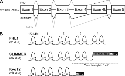 FIGURE 1.