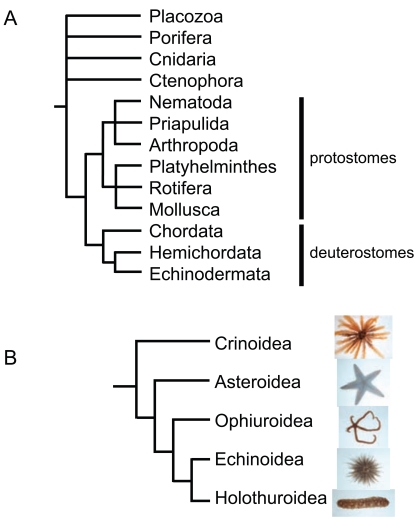 Fig. (1)