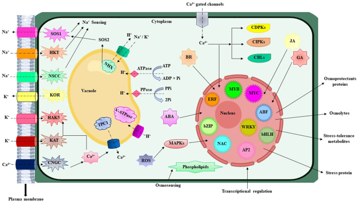 Figure 2