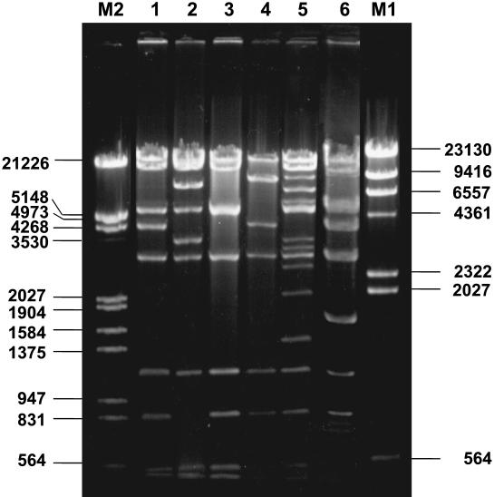 FIG. 2.