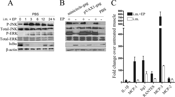 FIG 6