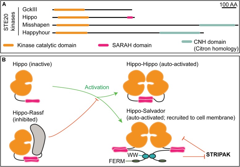 FIGURE 4