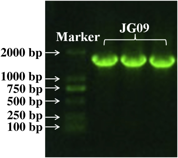 Fig. 1