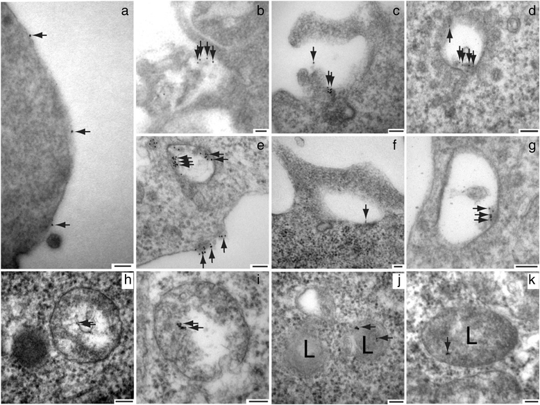 Fig. 5