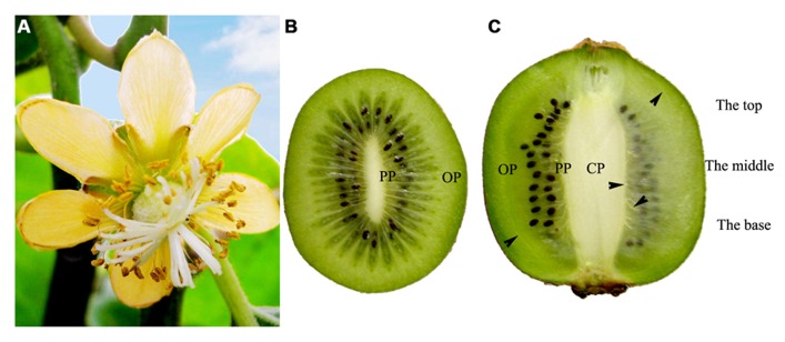 FIGURE 1